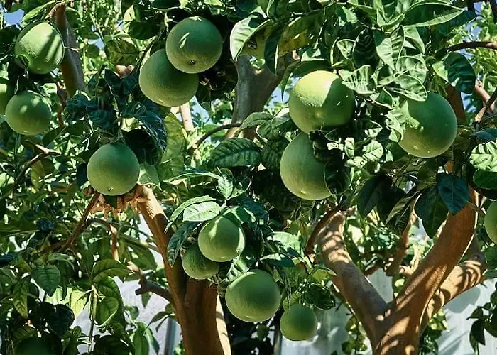 Al Nido Degli Aironi Bauernhof Sanremo