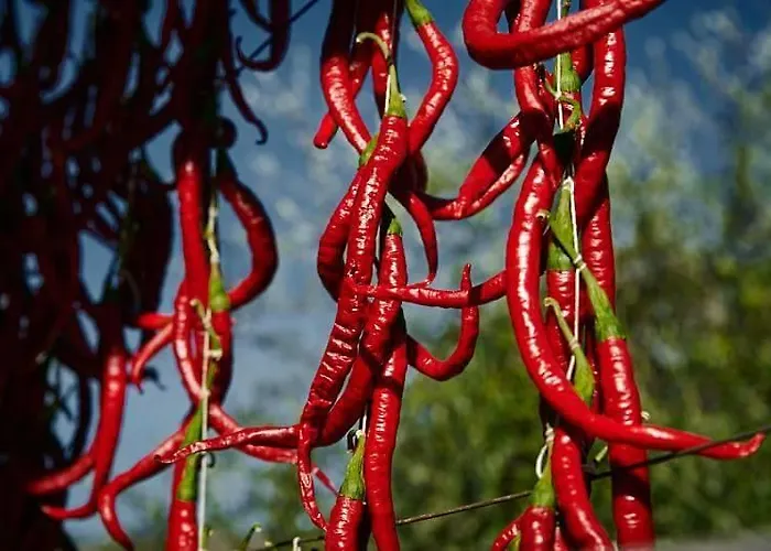 安格里图斯默阿尔尼德登格里农庄酒店 农家乐 圣雷默