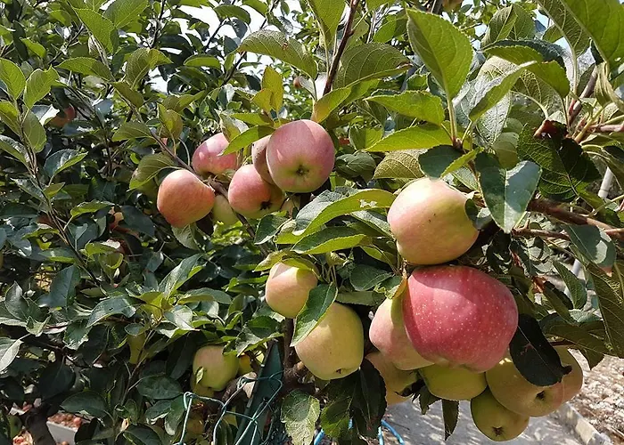 Al Nido Degli Aironi *